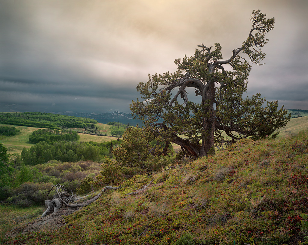 Stunted Tree, Lawson Ranch